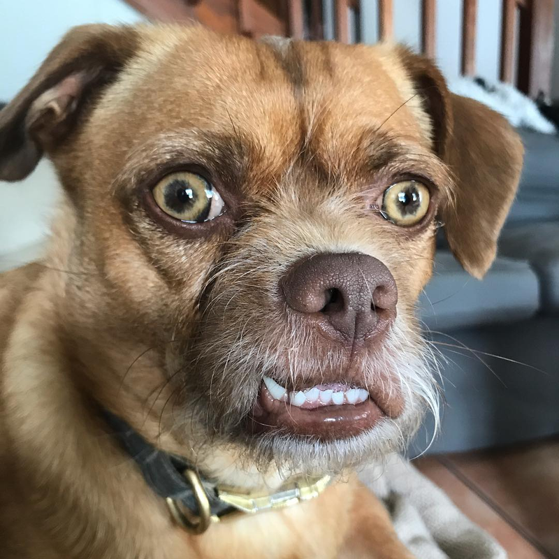 Illustration for article titled Bacon, el perro extremadamente preocupado es el meme viral que necesitábamos